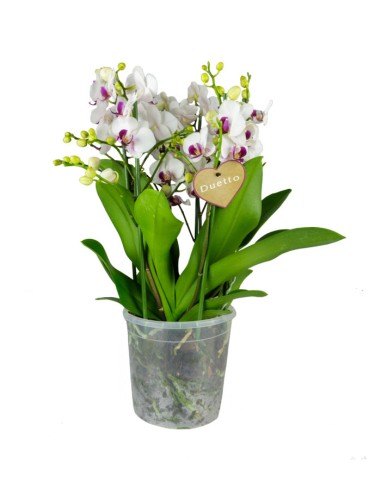 Phalaenopsis Duetto