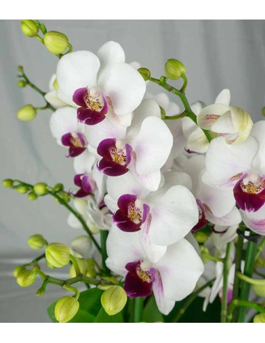 Orchidea - Phalaenopsis Duetto