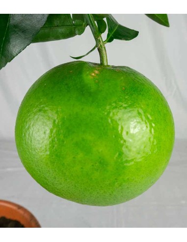 Pompelmo rosa