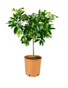 Pianta di Limequat