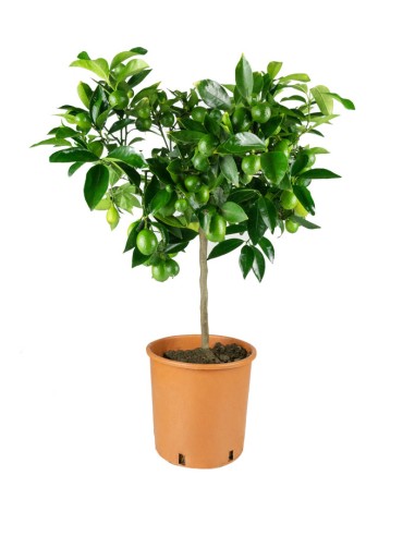 Pianta di Limequat