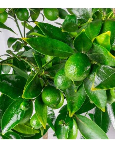Pianta di Limequat 2