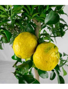 Yuzu 2