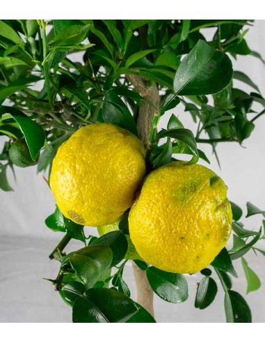 Yuzu