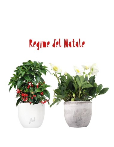 Regine del Natale | Ardisia +...