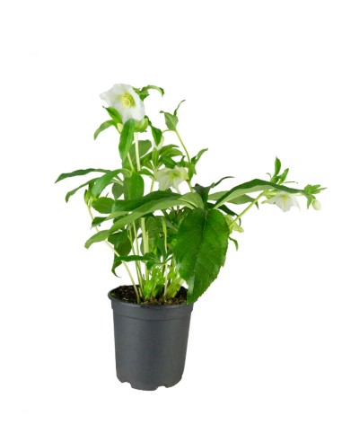 Elleboro Orientalis (Helleborus)
