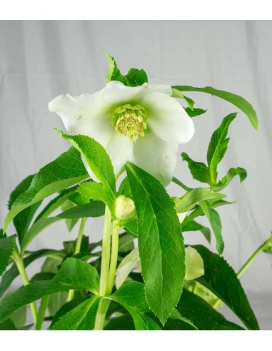 Elleboro Orientalis (Helleborus)