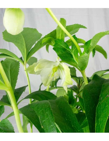 Elleboro Orientalis (Helleborus)