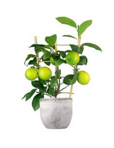 Pianta di Limone a Spalliera