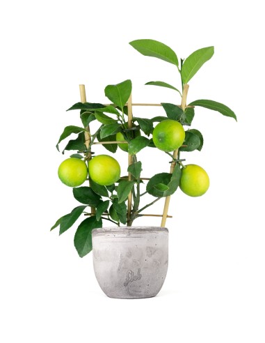 Pianta di Limone a Spalliera