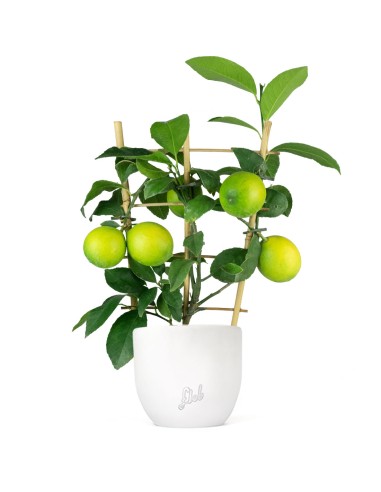 Pianta di Limone a Spalliera
