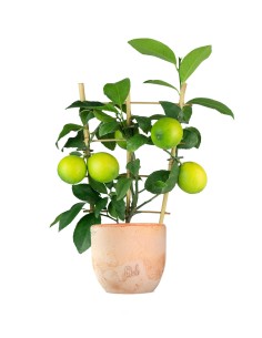 Pianta di Limone a Spalliera 2