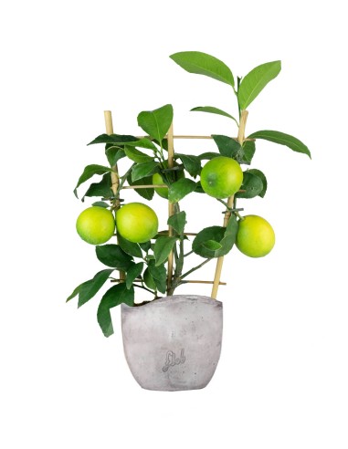 Pianta di Limone a Spalliera