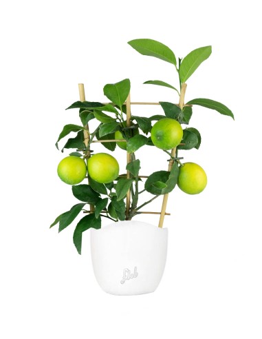 Pianta di Limone a Spalliera