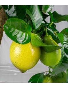 Pianta di Limone Carrubaro 2