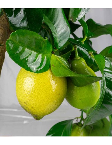 Pianta di Limone Carrubaro