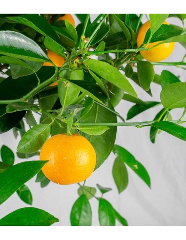 Pianta di Calamondino