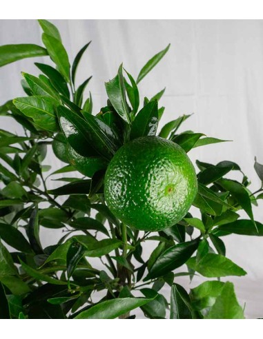 Pianta di Mandarino