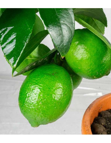 Pianta di Citrus Lime