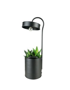 Succulente con lampada di...