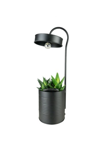 Succulente con lampada di design Nero