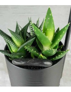 Succulente con lampada di... 2