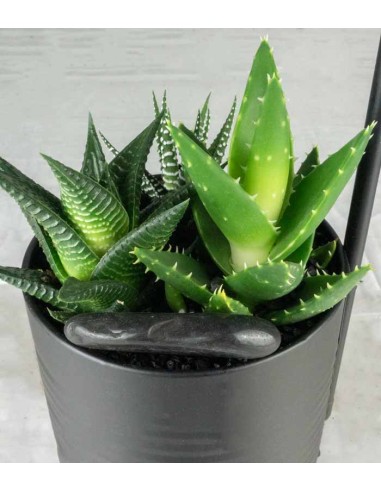 Composizione piante in vaso con lampada