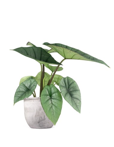 Alocasia Platinum