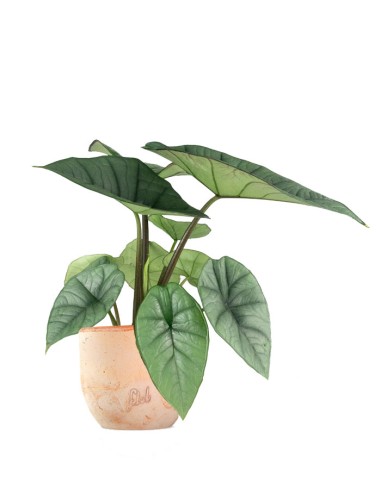 Alocasia Platinum