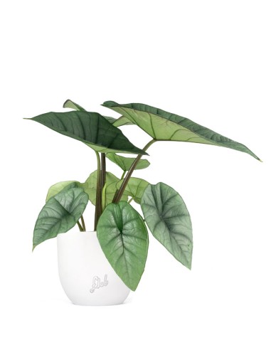 Alocasia Platinum