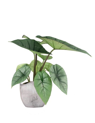 Alocasia Platinum