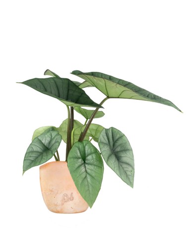 Alocasia Platinum