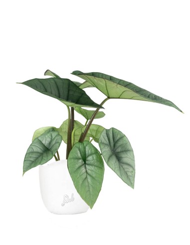 Alocasia Platinum