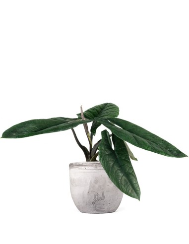 Alocasia Scalprum