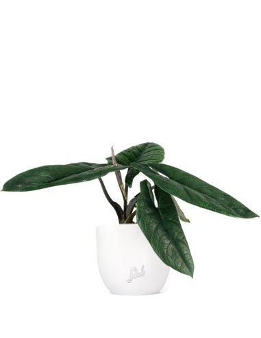 Alocasia Scalprum