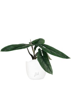 Alocasia Scalprum 2