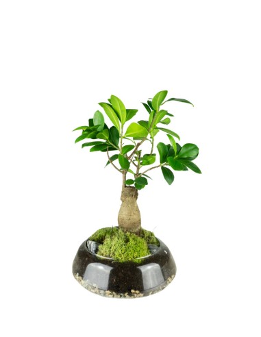 Bonsai Ficus Ginseng in ciotola di vetro
