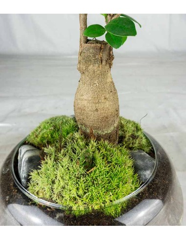 Bonsai Zelkova in ciotola di vetro