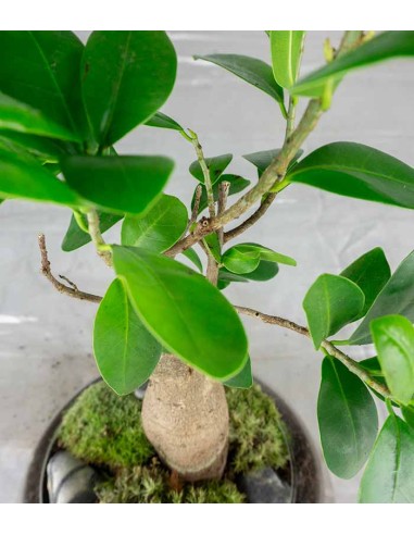 Bonsai Zelkova in ciotola di vetro