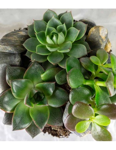 Terrario in vetro con succulente