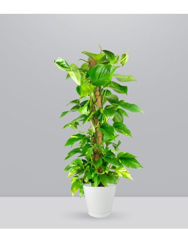 Pothos a Palo Alto da 90 cm
