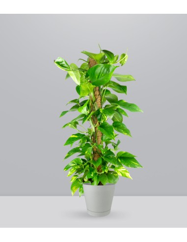 Pothos a Palo Alto da 90 cm