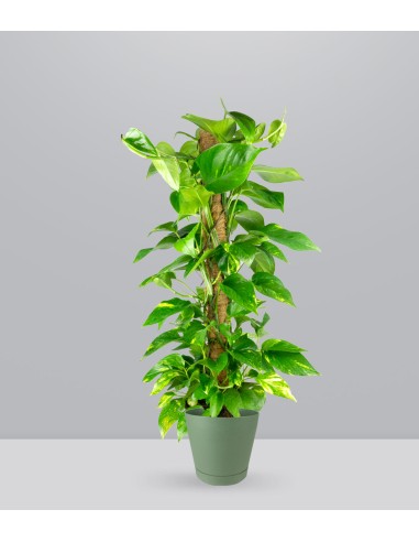 Pothos a Palo Alto da 90 cm