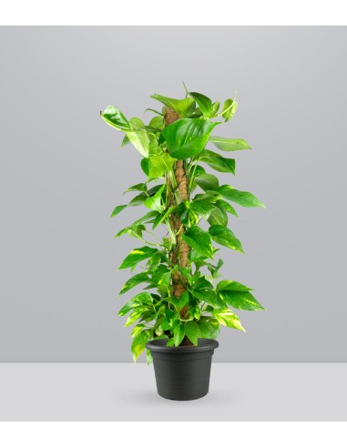 Pothos a Palo Alto da 90 cm