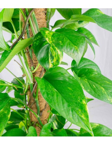 Pothos a Palo Alto da 90 cm