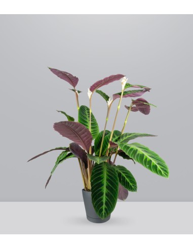 Calathea warscewiczi | 100 cm