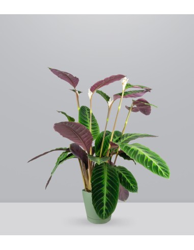 Calathea warscewiczi | 100 cm