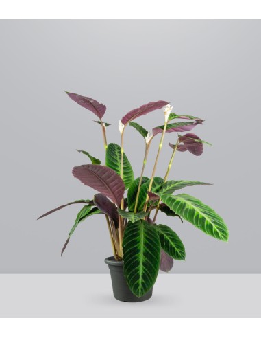 Calathea warscewiczi | 100 cm