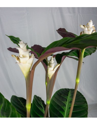 Calathea warscewiczi | 100 cm