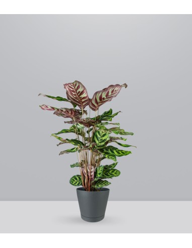 Calathea Makoyana | 80 cm